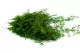 Asparagus Sprengeri stabilizzato Verde chiaro 12