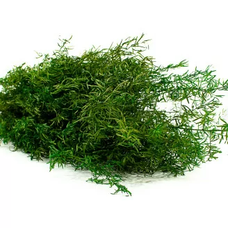 Preserved Asparagus Sprengeri Light Green