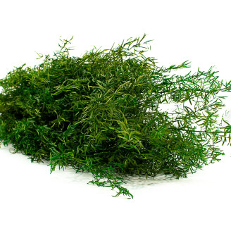 Sprengeri-Spargel Stabilisiert - Gr&uuml;n