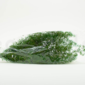 Sprengeri-Spargel Stabilisiert - Gr&uuml;n