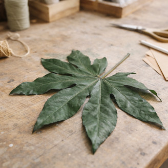 Foglia di Aralia Preservata - 10 Unit&agrave; - Verde