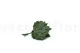 Feuille d'Aralia stabilis&eacute;e (x10) 7