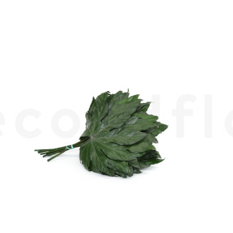 Hoja de Aralia Preservado - 10 Unidades - Verde