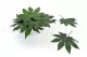Foglia di Aralia stabilizzata (x10) 4