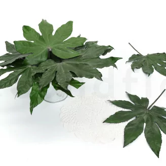 Feuille d'Aralia stabilis&eacute;e (x10)