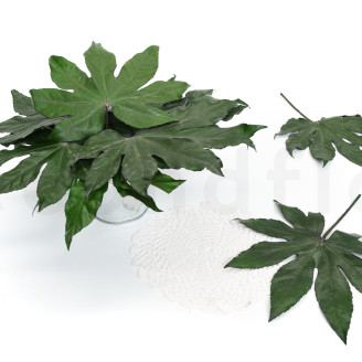 Foglia di Aralia Preservata - 10 Unit&agrave; - Verde