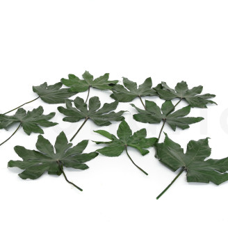 Feuille d'Aralia Stabilis&eacute;e - 10 Unit&eacute;s - Vert
