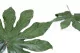 Hoja de Aralia preservada (x10) 2