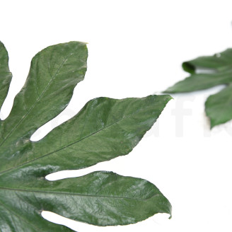 Hoja de Aralia Preservado - 10 Unidades - Verde