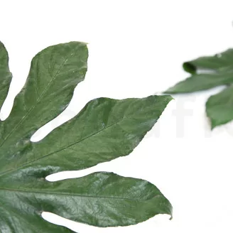 Hoja de Aralia preservada (x10)