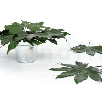 Hoja de Aralia Preservado - 10 Unidades - Verde