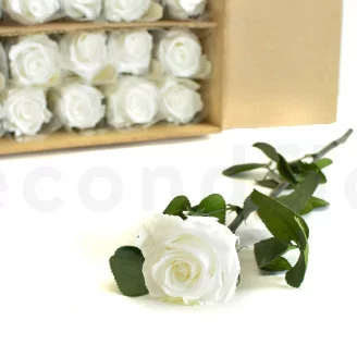 Konservierte Rose mit 50 cm Stiel Wei&szlig; (x30)