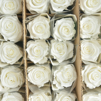 Roses on stem jumbled 50cm Stabilized - 30 Units - White