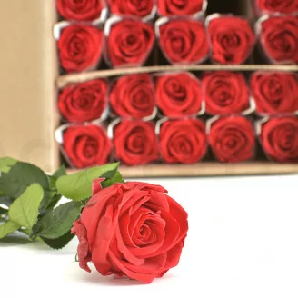 Konservierte Rose mit 50 cm Stiel Rot (x30)