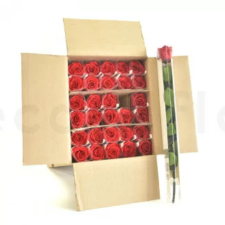 Konservierte Rose mit 50 cm Stiel Rot (x30)