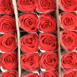 Konservierte Rose mit 50 cm Stiel Rot (x30)
