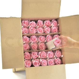 Rosa con Tallo preservada Granel 50cm - 30 Unidades - Rosa claro