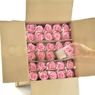Rose stabilis&eacute;e sur tige 50 cm Rose Pastel (x30)