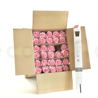 Rosa con Tallo preservada Granel 50cm - 30 Unidades - Rosa claro