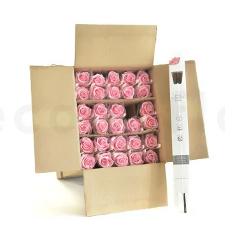 Rosa stabilizzata con stelo 50 cm Rosa Pastello (x30)