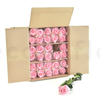 Rose mit St&auml;ngel 50cm Stabilisiert - 30 St&uuml;ck - Hellrosa