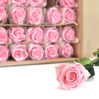 Rosa con Tallo preservada Granel 50cm - 30 Unidades - Rosa claro