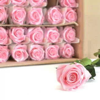 Rosa stabilizzata con stelo 50 cm Rosa Pastello (x30)