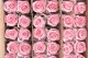Rosa stabilizzata con stelo 50 cm Rosa Pastello (x30) 3