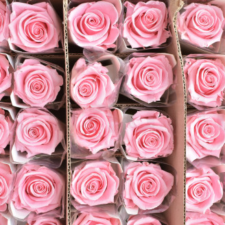 Roses on stem jumbled 50cm Stabilized - 30 Units - Light Pink
