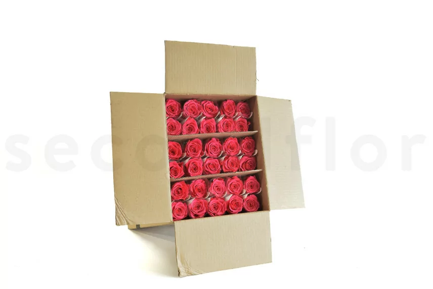 Rosa con Tallo preservada Granel 50cm - 30 Unidades - Rosa oscuro