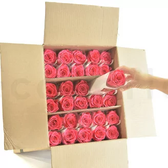 Konservierte Rose mit 50 cm Stiel Dunkelrosa (x30)