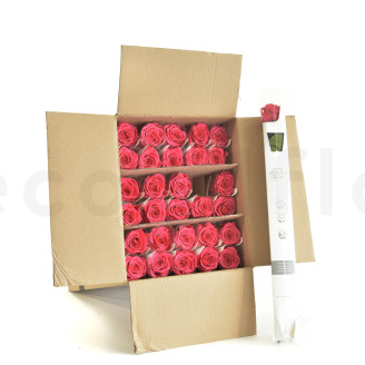 Rosa su stelo preservata vrac 50cm - 30 unit&agrave; - Rosa scuro