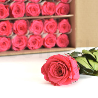 Roses sur tige stabilis&eacute;es vrac 50cm - 30 Unit&eacute;s - Rose fonc&eacute;