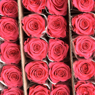Roses on stem jumbled 50cm Preserved - 30 Units - Dark Pink