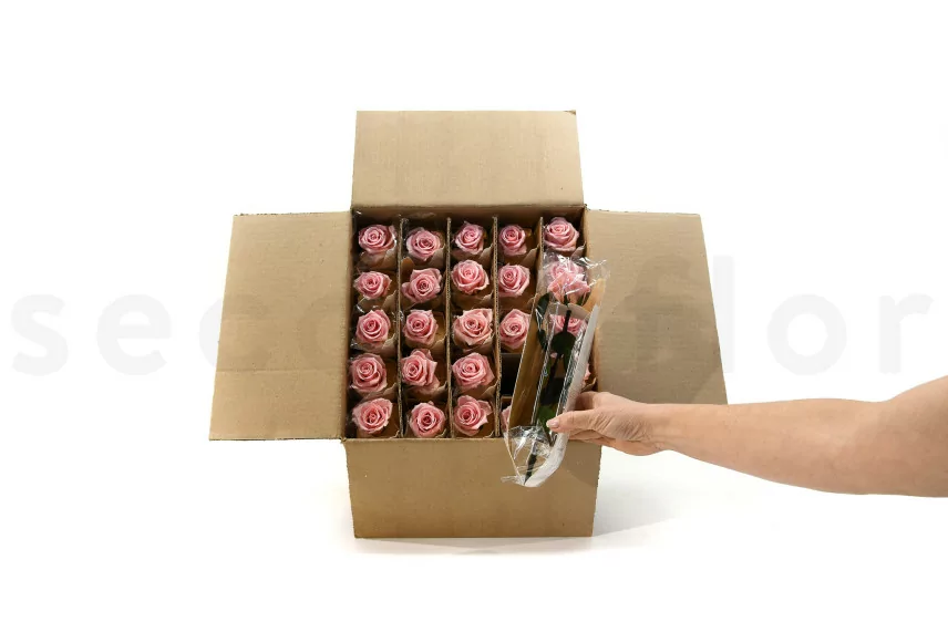 Rosa con Tallo preservada Granel 30cm - 25 Unidades - Rosa claro