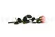 Rosa preservada con tallo 30 cm Rosa Pastel (x25) 7