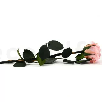 Rosa stabilizzata con stelo 30 cm Rosa Pastello (x25)