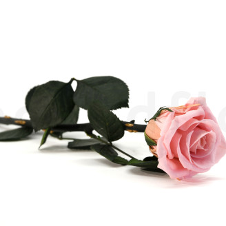 Roses on stem jumbled 30cm Stabilized - 25 Units - Light Pink