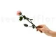 Rosa stabilizzata con stelo 30 cm Rosa Pastello (x25) 9