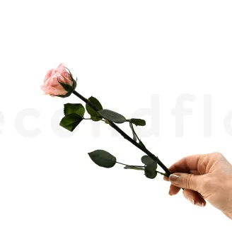 Rosa preservada con tallo 30 cm Rosa Pastel (x25)