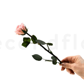 Roses on stem jumbled 30cm Preserved - 25 Units - Light Pink