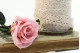 Konservierte Rose mit 30 cm Stiel Pastellrosa (x25) 3