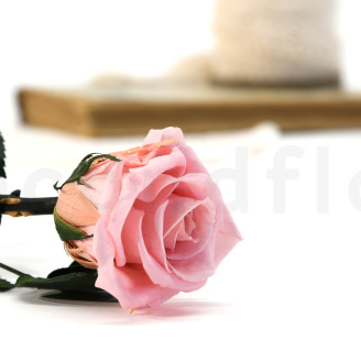 Rosa con Tallo preservada Granel 30cm - 25 Unidades - Rosa claro