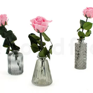 Rosa preservada con tallo 30 cm Rosa Pastel (x25)