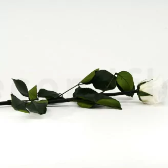 Konservierte Rose mit 30 cm Stiel Wei&szlig; (x25)