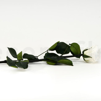 Roses on stem jumbled 30cm Preserved - 25 Units - White