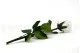 Rosa preservada con tallo 30 cm Blanco (x25) 8