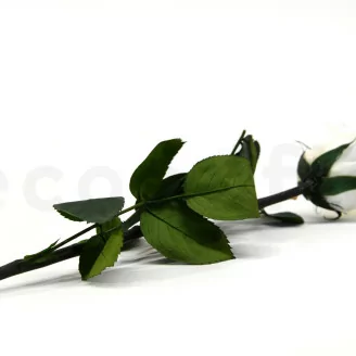 Konservierte Rose mit 30 cm Stiel Wei&szlig; (x25)