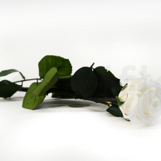 Rosa su stelo stabilizzata vrac 30cm - 25 unit&agrave; - Bianco