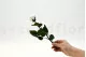 Rosa stabilizzata con stelo 30 cm Bianco (x25) 10